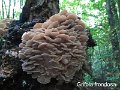 Grifola frondosa-amf1548-1